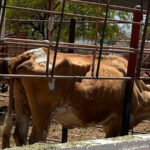Alerta sanitaria: detectan gusano barrenador en la Sierra Gorda de Querétaro